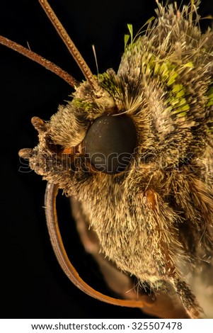 Extreme magnification - Moth head - side view