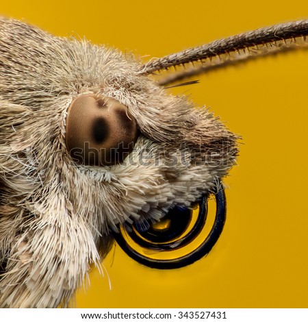 Hummingbird hawk-moth portrait, extreme magnification