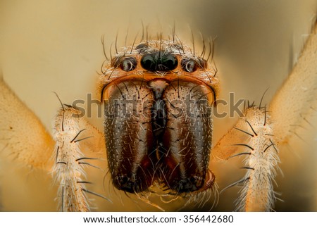 Extreme magnification - White spider, front view