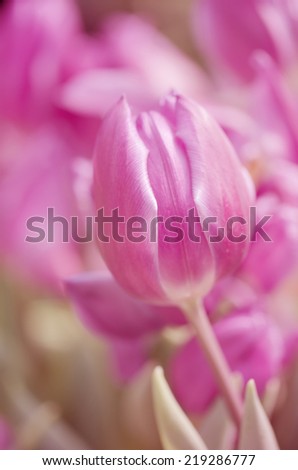 Tulips  in soft color on pastel tones and vintage colors and blur style for background.