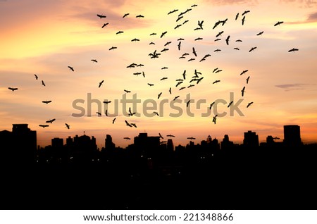 Flying birds and Silhouettes Sunset in the City.