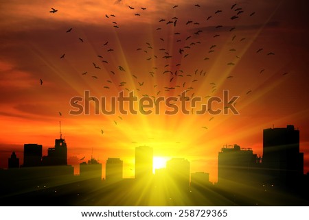 sun beams Silhouettes Sunset in the City and The flying bird.
