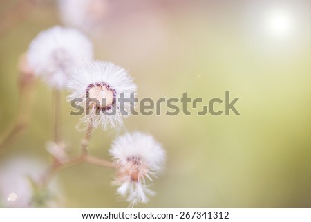 Beautiful white dandelion flowers close-up. close up of Dandelion with abstract color and shallow focus.