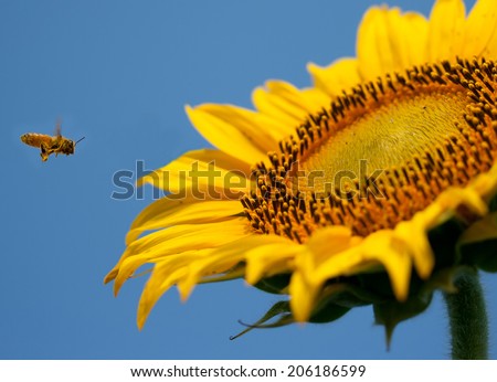 Flying bee to sunflower on blue sky background.
