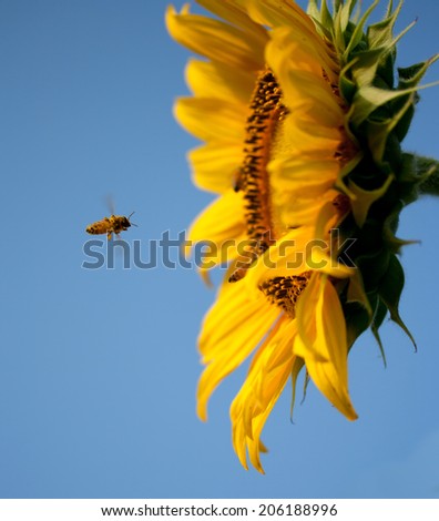 Flying bee to sunflower on blue sky background.