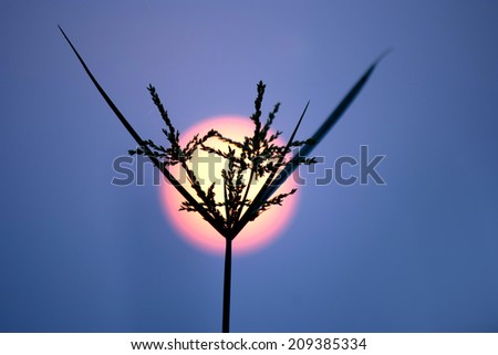 Silhouette flower at sunset