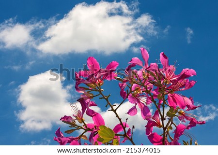 Purple Bauhinia flower isolated on blue sky background. Butterfly Tree, Orchid Tree.