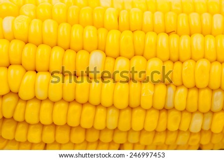 yellow corn abstract  background,  healthy organic nutrition