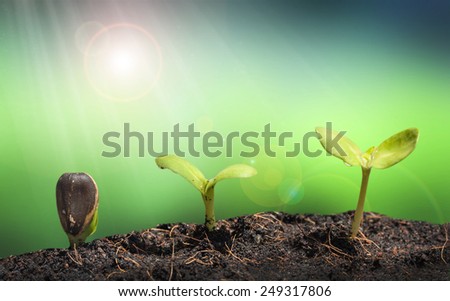 Small plant on pile of soil with Lens flare, green nature concept