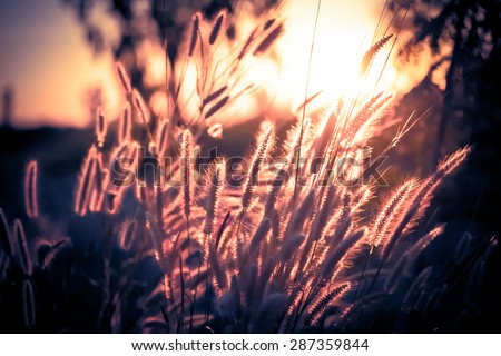 Vintage blurry photo of Pennisetum flower in late afternoon sunlight