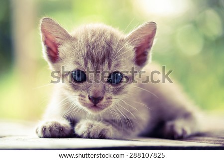 Pretty cat kitten on nature background - vintage effect