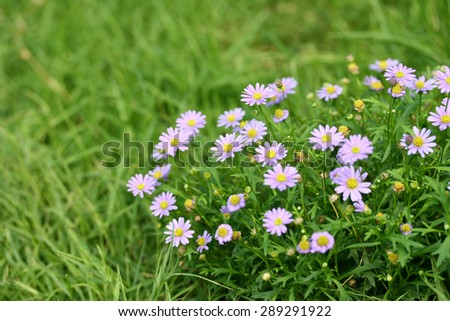 violet chamomile flower and green grass field - Some flowers Focus
