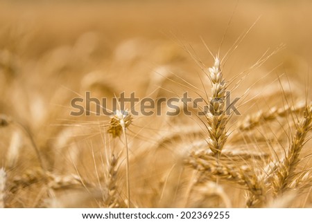 Wheat field with selective focus in foreground.