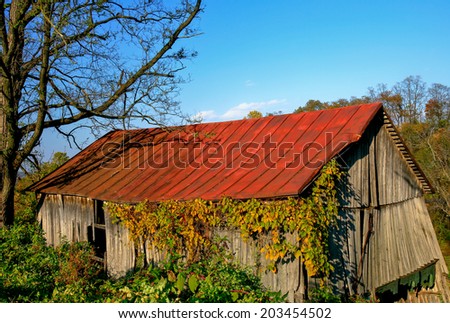 Rustic old colorful barn with vines and plants growing up the sides