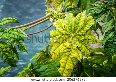 Bright green plant in Jamaica against plain back ground.