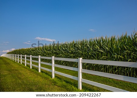 White rail fence leading along cornfield and deep blue sky.
