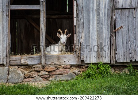 Goat looking at camera from old barn in rural Pennsylvania.