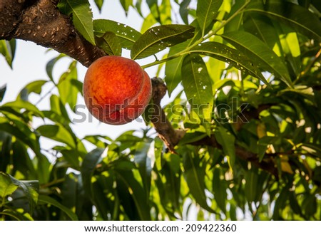 Peaches hanging from limb of peach tree in orchard during summer in Pennsylvania.