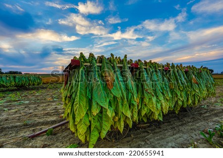 Tobacco hangs from racks on a wagon at sunset in rural Lancaster County Pennsylvania.