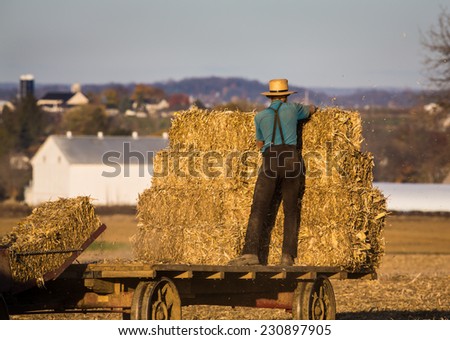 Young amish farmer stacks haybales on wagon inn field with farm in background.