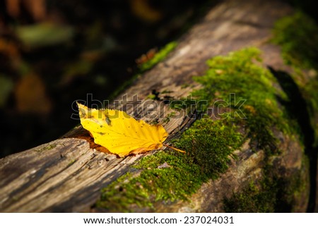 Single golden leaf resting on a decaying log with green moss in forest.