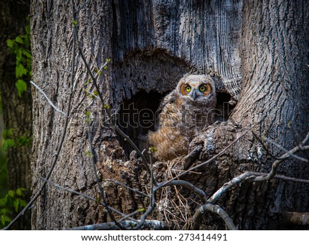 Great horned owl captured outside its nest in a tree trunk staring at camera in the wild.