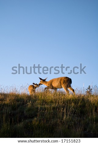 Deers roaming close to the visitor center atop Hurricane Ridge at Olympic National Park, Washington.