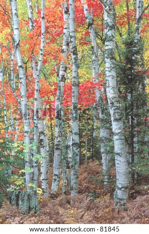 Birch trees and deciduous forest area in the Upper Peninsula of Michigan
