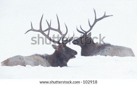 Two elk seemingly talking to one another in a snow-covered setting.
