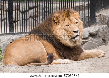 stock-photo-a-lion-lying-inside-a-cage-57032869.jpg