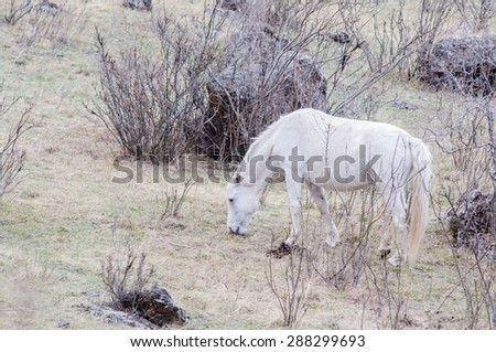 Horses breeding in Altai steppe in the early morning