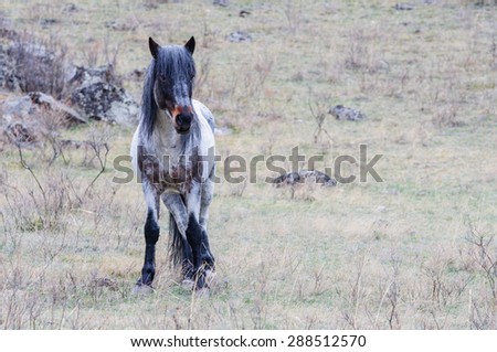 Horses breeding in Altai steppe in the early morning