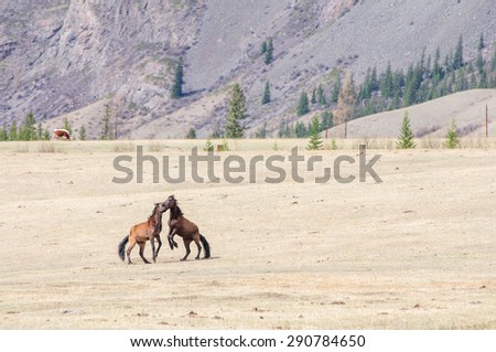 Horses playing bridal game in Altai steppe