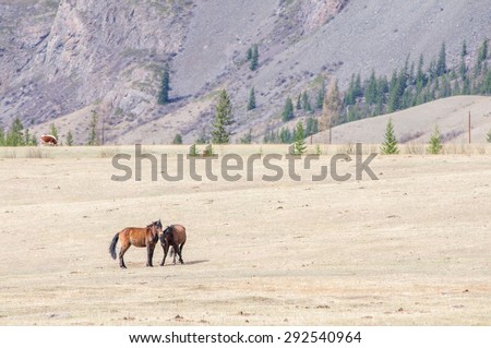 Horses playing bridal game in Altai steppe