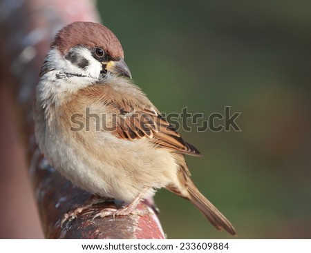 House Sparrow in japan or The Eurasian Tree Sparrow (Passer montanus) in Japan