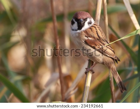 House Sparrow in japan or The Eurasian Tree Sparrow (Passer montanus) juvnile in Japan