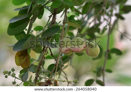 Manila tamarind tree (Pithecellobium dulce).