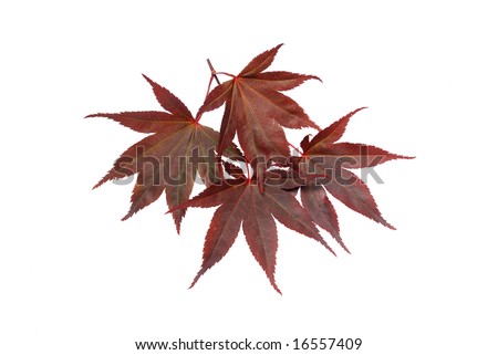 japanese maple leaf tree. Japanese maple tree leaves