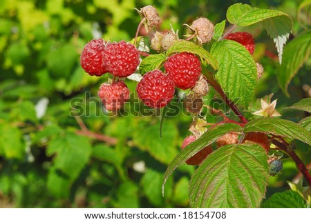 Raspberry plant with raspberries with a green background