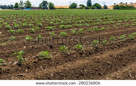 agricultural field on a sunny day in California