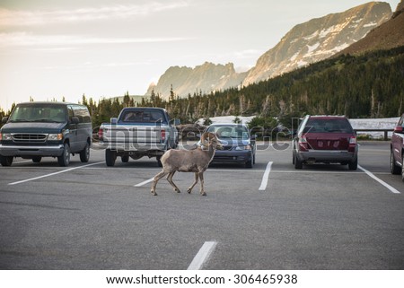 Big Horn Sheep lose the way in the parking lot