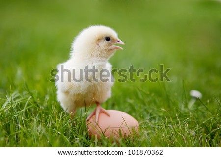 little chicken and egg on the grass