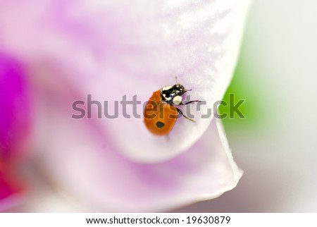 Lady bird on the orchid