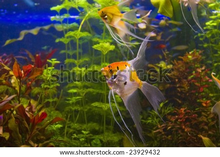 Freshwater Tropical Angelfish