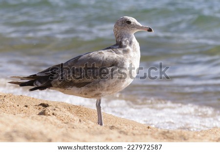 Sharp focus upon a single seagull standing at peace on sandy shores of Lake Tahoe in Nevada.