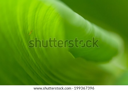 green wave,abstract