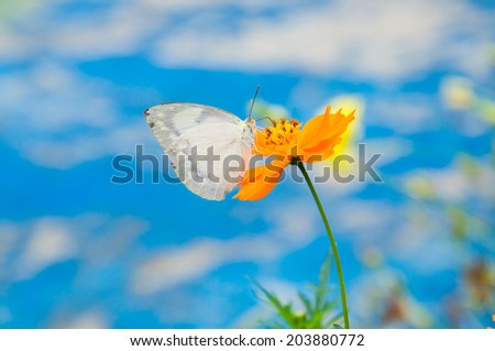 white butterfly blue sky and flower