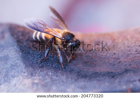 close up bee on the ground