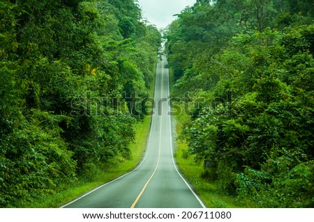 forest road in the deep forest