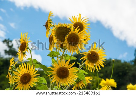 sun flower field with blue sky and cloud